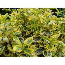 EUONYMUS FORTUNEI ‘EMERALD ‘N’ GOLD