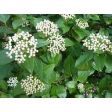 Viburnum tinus Eve Price