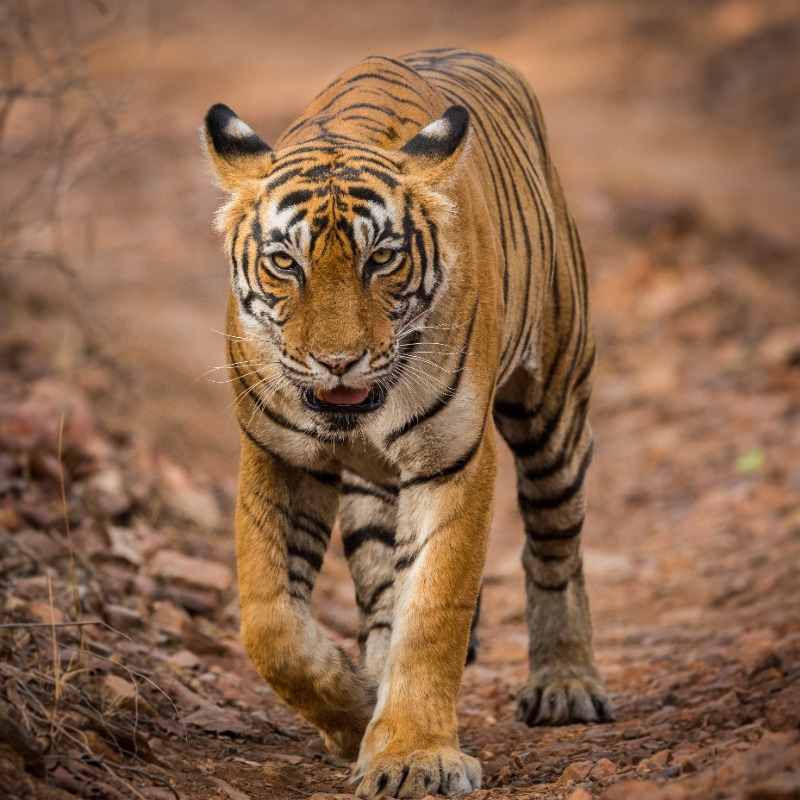 Online Safari Booking for Ranthambore National Park