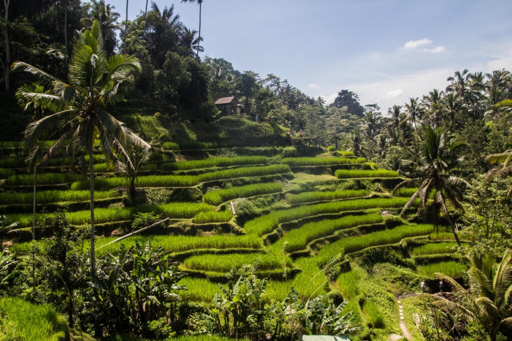 Explore Bali’s Culture in Ubud Day Tour | Book A Trip Bali