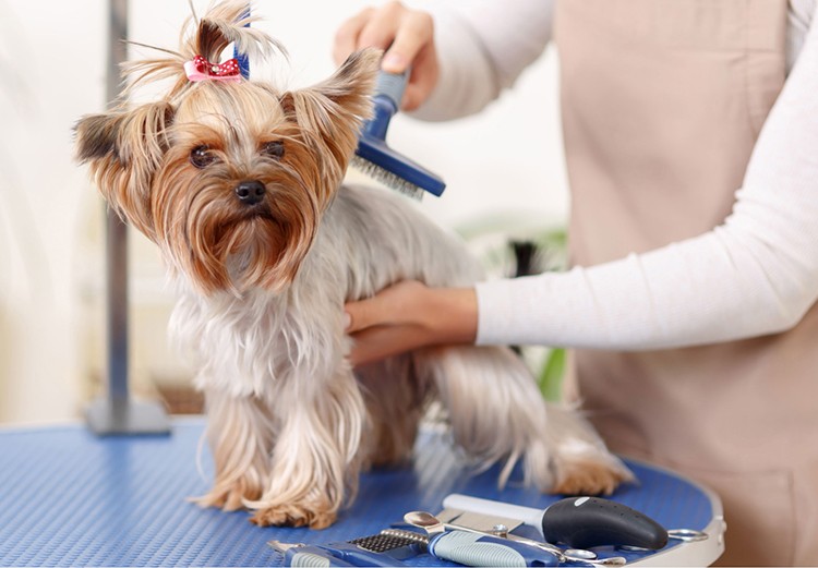 Mobile Dog Grooming Service in Abu Dhabi & Dubai | The Groomer